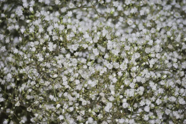 Close up of white flowers of baby's breath, or Gypsophila.