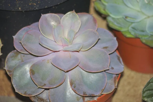 Detail View Green Succulent Graptopetalum — Stock Photo, Image