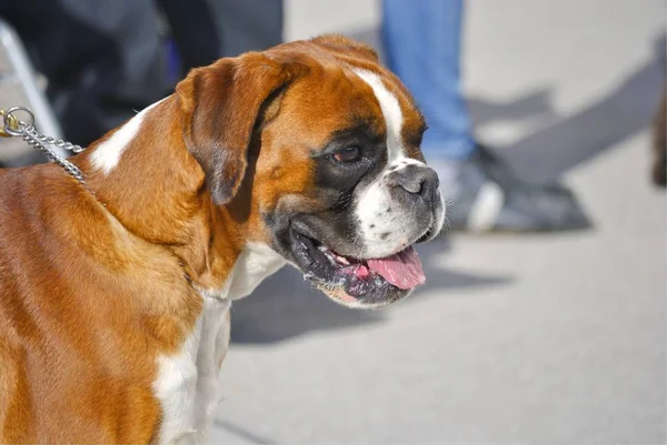 Kırmızı ve beyaz boxer köpek yürüyüşe portresi