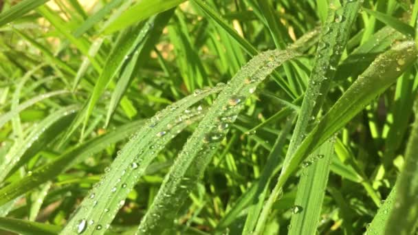 朝露の滴と新鮮な緑の芝生のビデオを閉じます 美しい自然の背景や壁紙 — ストック動画