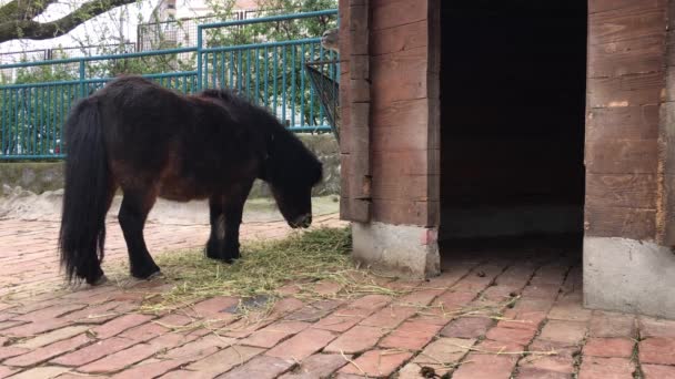 小马和喇嘛在动物园笼子里嚼干草 — 图库视频影像