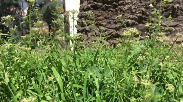 Bergers bourse, ou Capsella bursa-pastoris, et d'autres herbes dans le vent .
