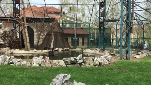 Βελιγράδι Σερβία Απριλίου 2018 Μαύρων Κύκνων Επιπλέουν Στο Ζωολογικό Κήπο — Αρχείο Βίντεο