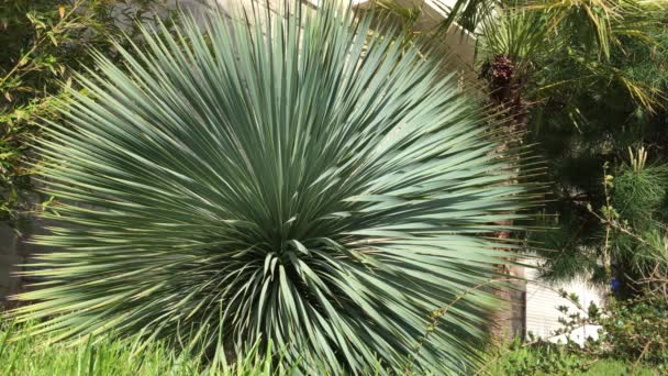 Beautiful Yucca Tree Tropical Garden Leaves Sway Wind — Stock Video