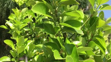 Taze genç yeşil yaprak rüzgarda sallanan kapatın. Mavi gökyüzü ile arka planda.