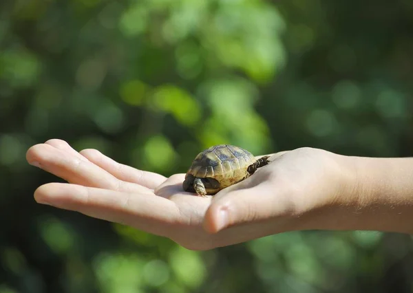 Kızın avucundaki küçük kaplumbağaya yaklaş.