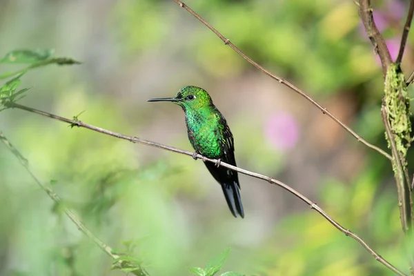 Green Hummingbird Costa Rica — Stock Photo, Image