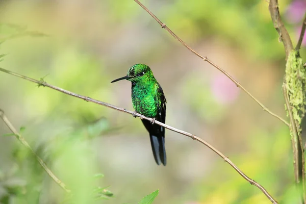 Zielony Hummingbird Costa Rica — Zdjęcie stockowe