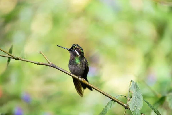 来自哥斯达黎加的野生蜂鸟 — 图库照片