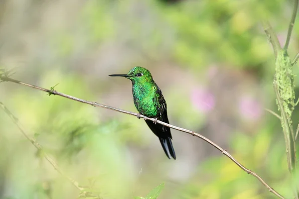 来自哥斯达黎加的野生蜂鸟 — 图库照片