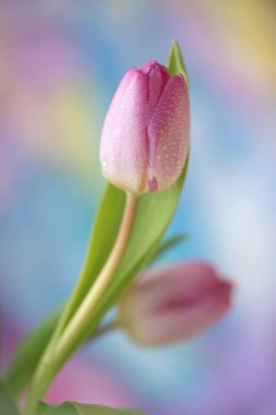 Pembe bahar lale çiçeği