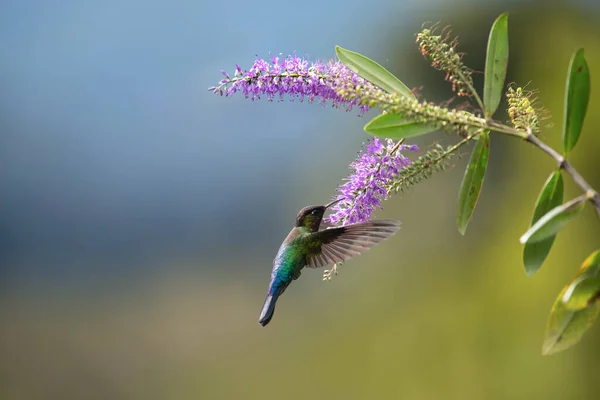 Latający Piękny Koliber Kostaryka — Zdjęcie stockowe