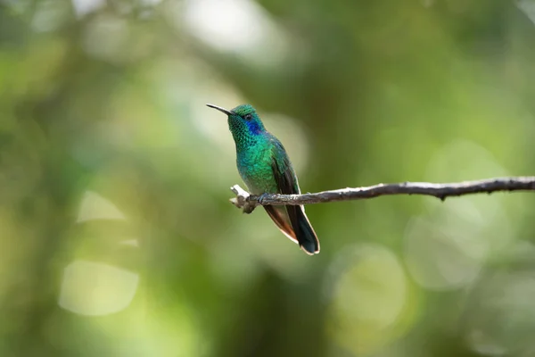 绿色蜂鸟哥斯达黎加 — 图库照片