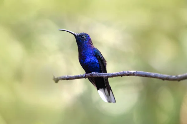 Purple Hummingbird Cost Rica — Stock Photo, Image