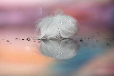 Pastel arka planda beyaz kuğu tüyü