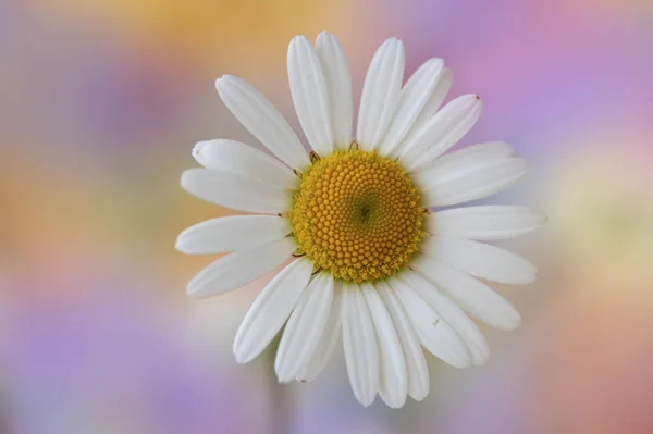 White Daisy Late Spring Meadow — Stock Photo, Image