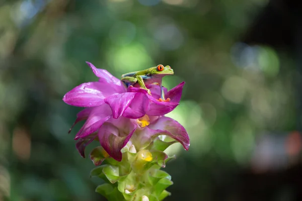 Röda Ögon Träd Groda Exotiska Blomman Costa Rica — Stockfoto