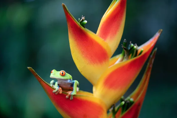 Kırmızı Gözlü Ağaç Kurbağası Muz Çiçeğinin Üstünde — Stok fotoğraf