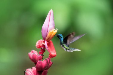 Colorful hummingbird drinking flower nectar