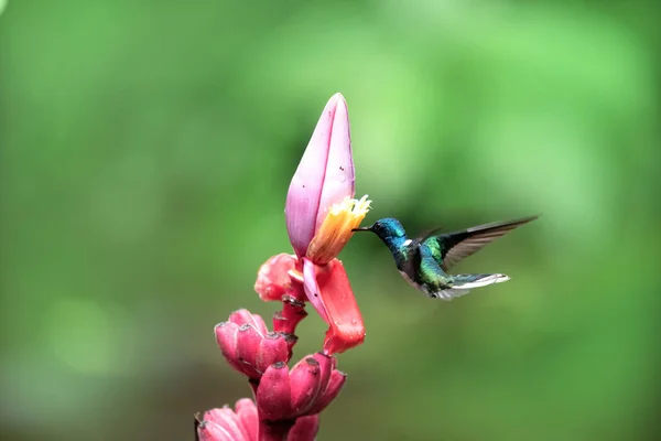 Kleurrijke Kolibrie Met Bananenbloem — Stockfoto