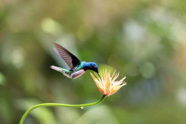 Blauwe Kolibrie Met Oranje Bloem — Stockfoto