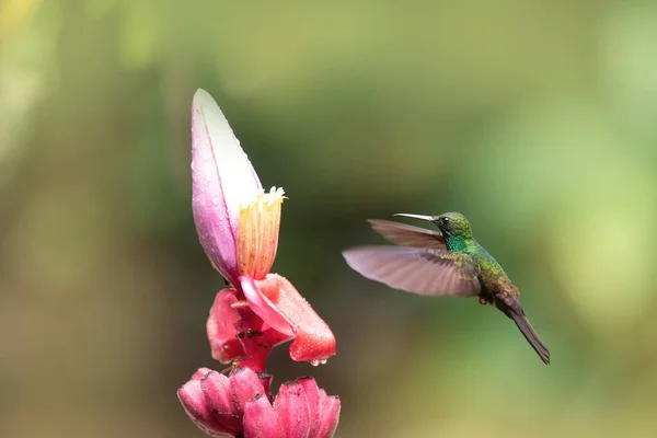 Green Hummingbird Pink Flower — Stockfoto