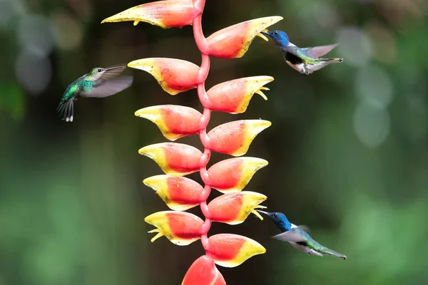Three Hummingbirds One Flower — Stock Photo, Image
