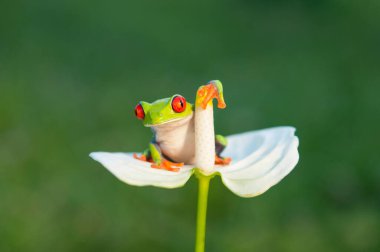 Red eyed tree frog on withe flower - funny