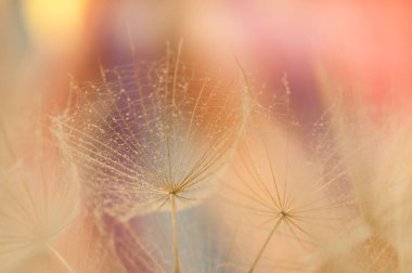 Dandelion seeds detail, macro photography 