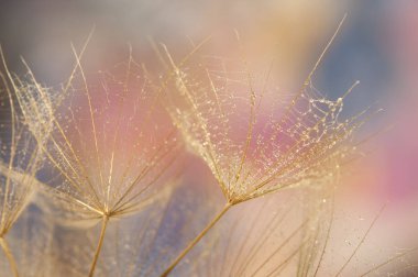 Dandelion seeds detail, macro photography 