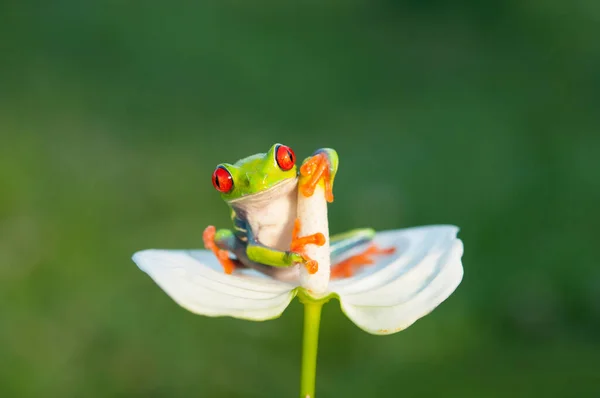 Frog with flower funny animals