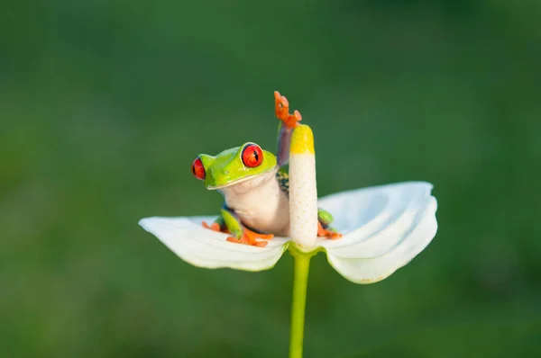 Hola Desde Rana Divertida — Foto de Stock