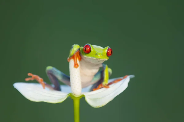 Funny Frog Red Eyed Tree Frog — Stok fotoğraf