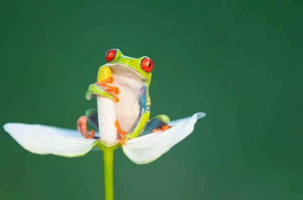 Funny Frog White Flower — Stok fotoğraf