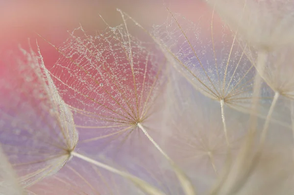 Dandelion Seeds Detail Macro Photography — Stok fotoğraf