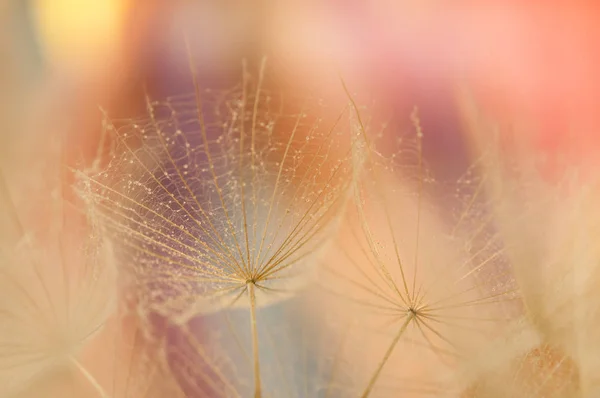 Dandelion Seeds Detail Macro Photography — 스톡 사진