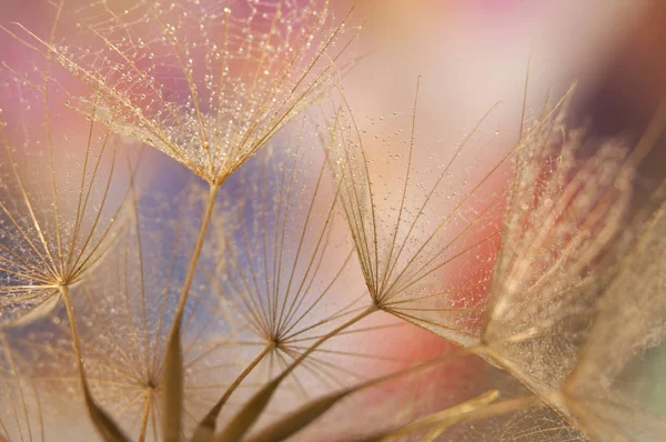 Dandelion Seeds Detail Macro Photography — Stok fotoğraf