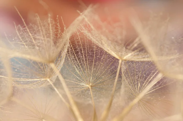 Paardebloem Zaden Detail Macro Fotografie — Stockfoto