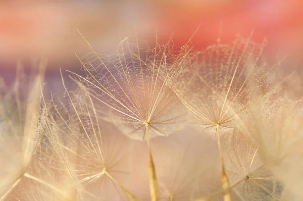 Dandelion Seeds Detail Macro Photography — Stock Photo, Image