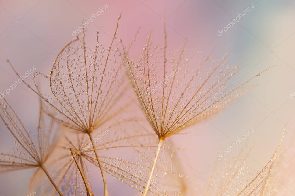 Dandelion seeds detail, macro photography