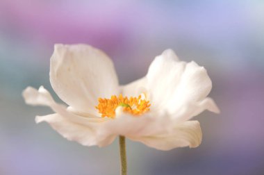 Çiçek başlı, beyaz Anemone makrosu.