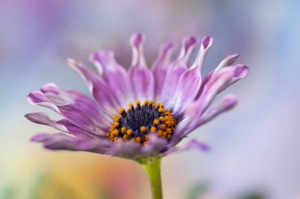 Krásná Růžová Jarní Sedmikráska Izolované — Stock fotografie