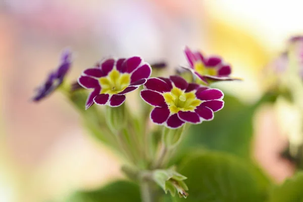 Lila Vårblommor Makro Detalj — Stockfoto