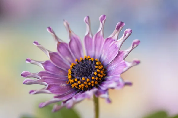 Beautiful Pink Spring Daisy Isolated — Stock Photo, Image