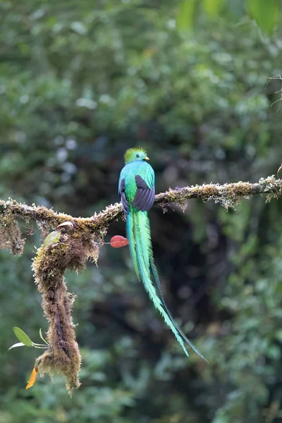 Hermosa Ave Quetzal Costa Rica —  Fotos de Stock