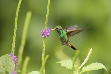 Güzel, vahşi Kosta Rika sinekkuşu.