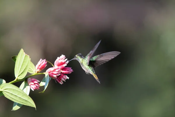 Vacker Vild Kolibri Costa Rica — Stockfoto