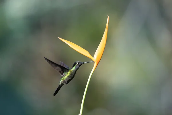 Bonito Beija Flor Selvagem Costa Rica — Fotografia de Stock
