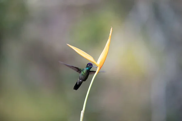 Vacker Vild Kolibri Costa Rica — Stockfoto