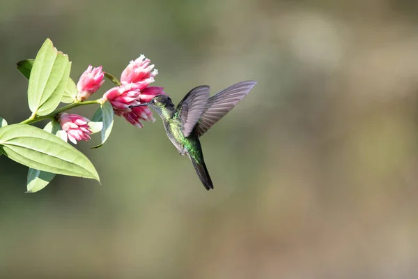 Vacker Vild Kolibri Costa Rica — Stockfoto